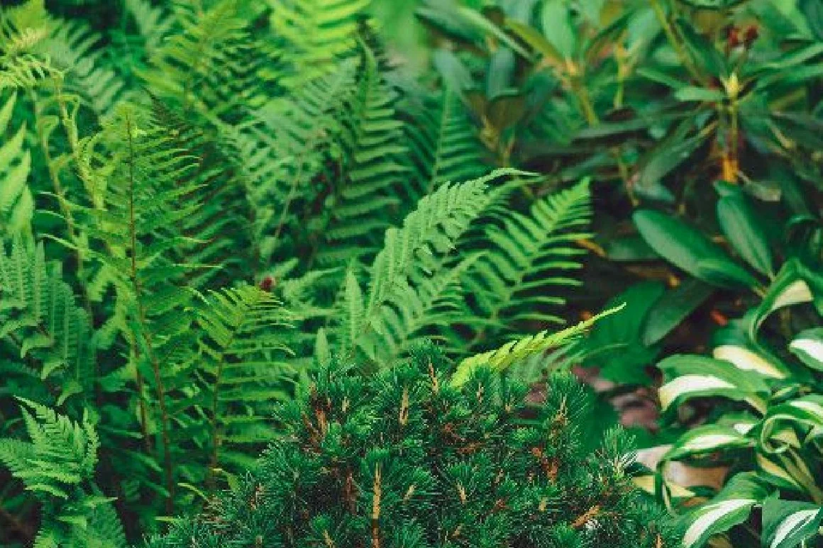 Grüne Farne und Koniferen